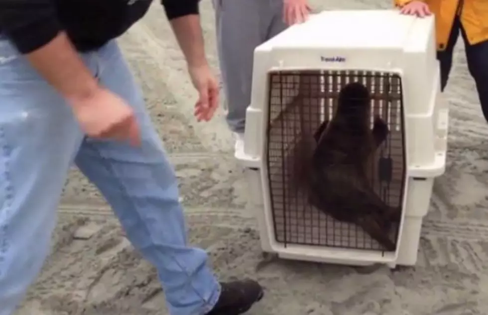 Stranded Seal Rescued From Wildwood Beach [VIDEO]