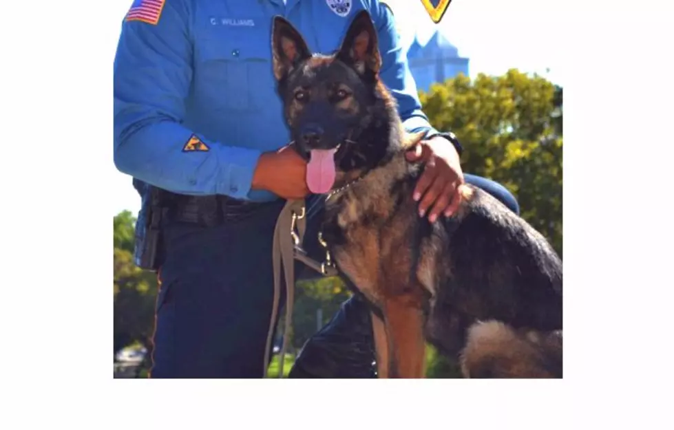 South Jersey Police Dog Killed