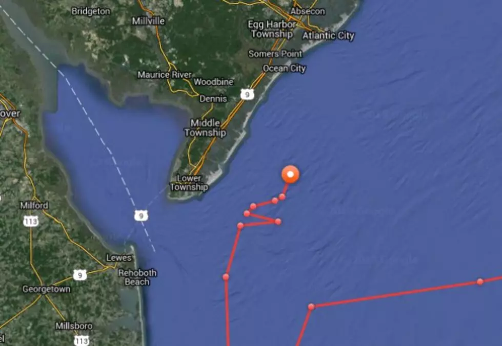 16-Foot Great White Shark Being Tracked Off of Cape May County