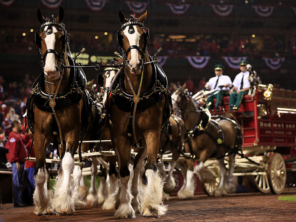 Budweiser Clydesdales Coming to Seaside Heights