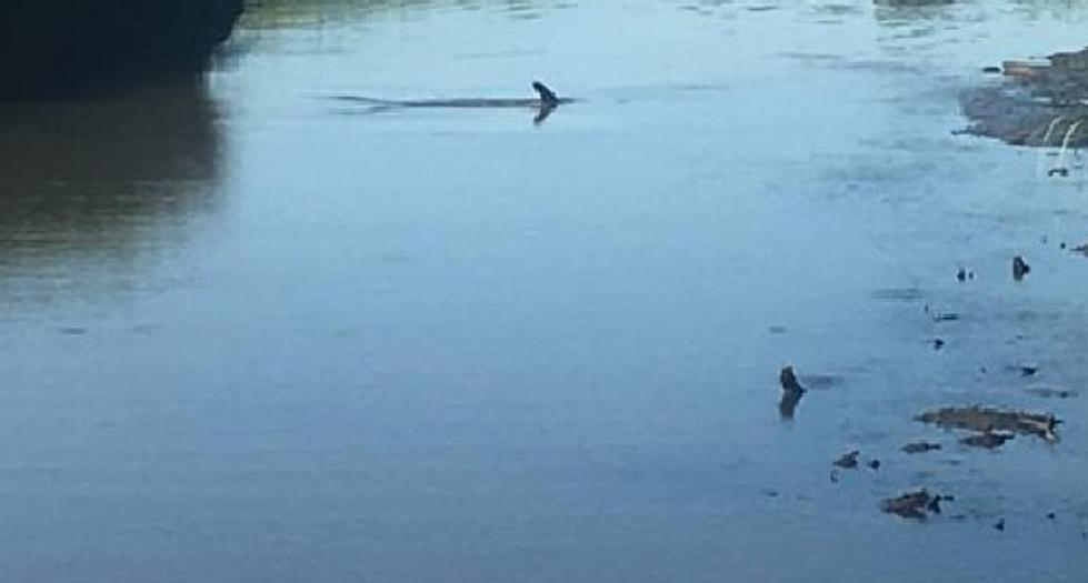 Rescuers Free Dolphin From Middle Township Creek