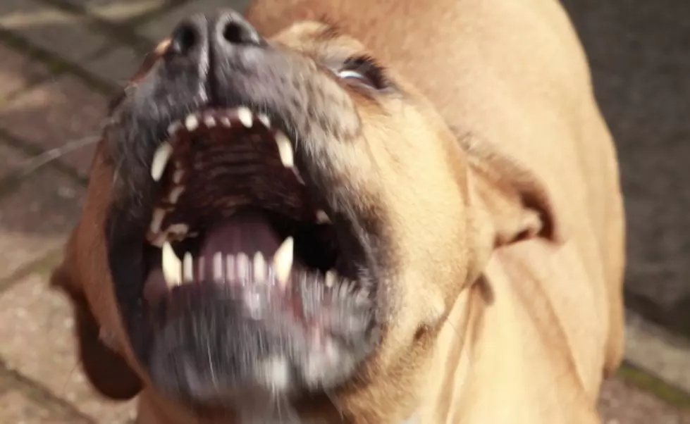 Interstate Dog Fighting Probe Advances, Vineland Arrestee Indicted