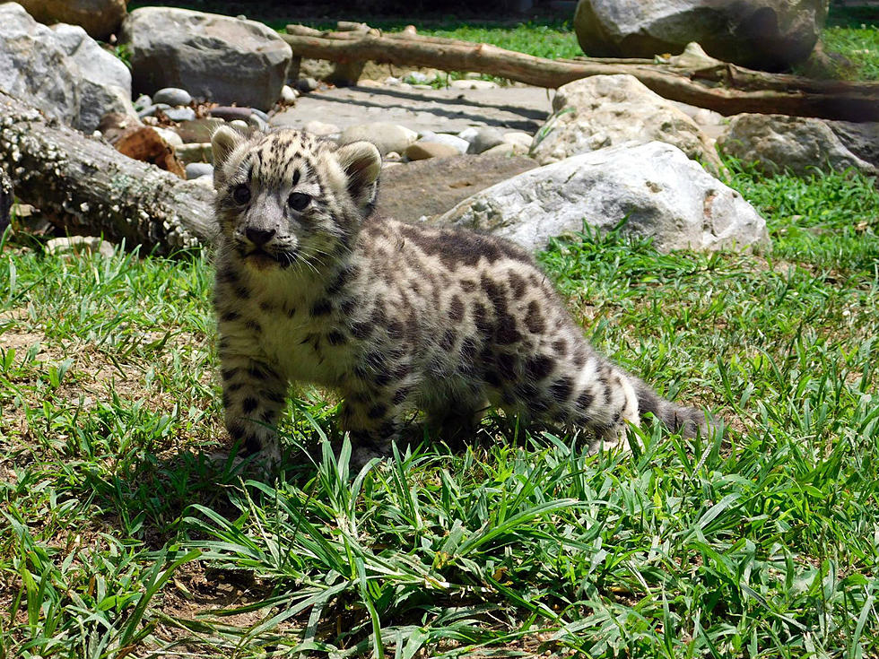 Snow Leopard Cub Dies at Zoo