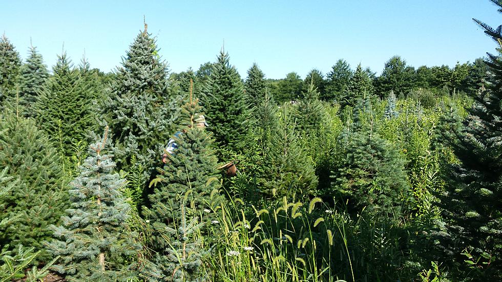 Christmas Tree Supply &#8216;Unlimited&#8217; in NJ This Season
