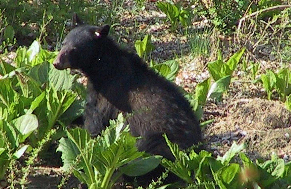 Bear Hunt Protesters Charged with Freeing Cub from Trap