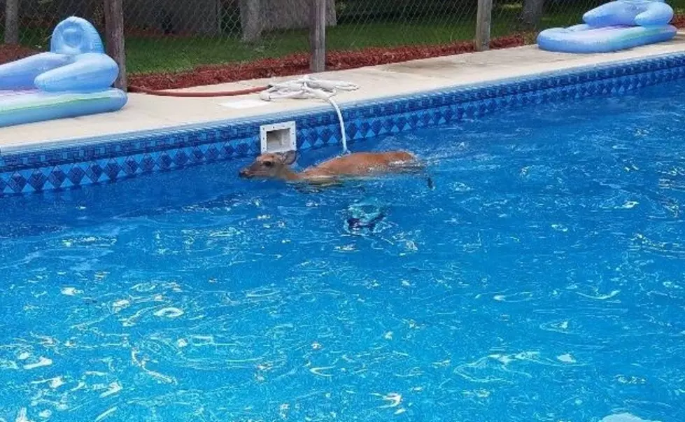 Hamilton Township Cops Rescue Deer From Pool
