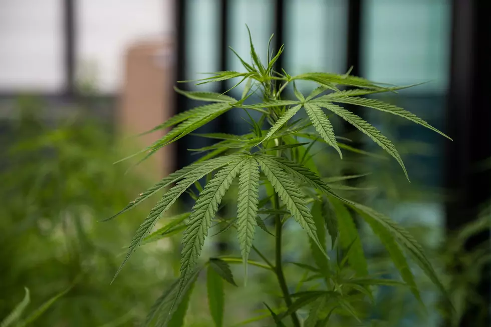 Murphy, lawmakers (finally) reach deal on legal marijuana for 2021