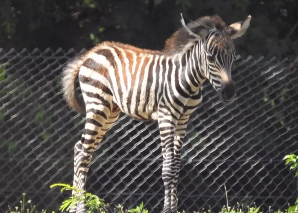 Cape May County Zoo Welcomes a Baby Zebra