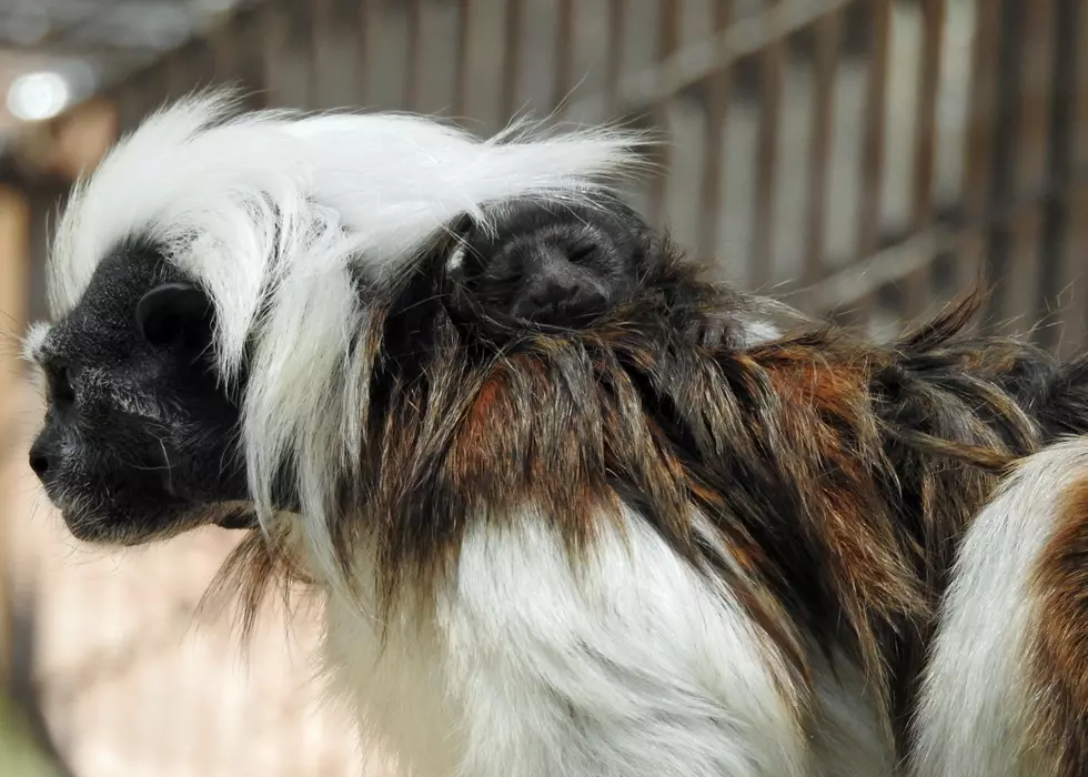 Endangered Cotton-Top Tamarin Born at Cape May County Zoo