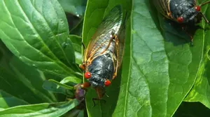 Brood X Cicadas May Be Coming Back Soon After 17 Years