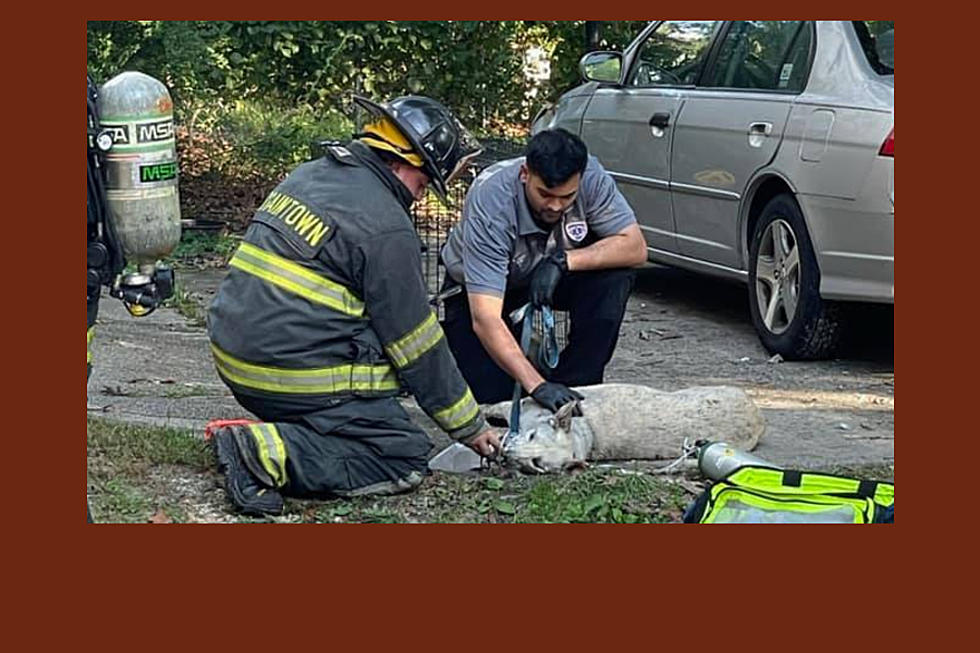 NJ firefighters bring dog back to life after Egg Harbor Twp house fire