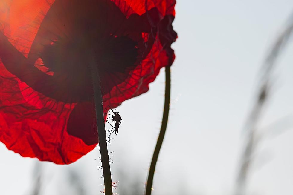 Mosquitoes in Atlantic County Test Positive for West Nile Virus, Eastern Equine Encephalitis