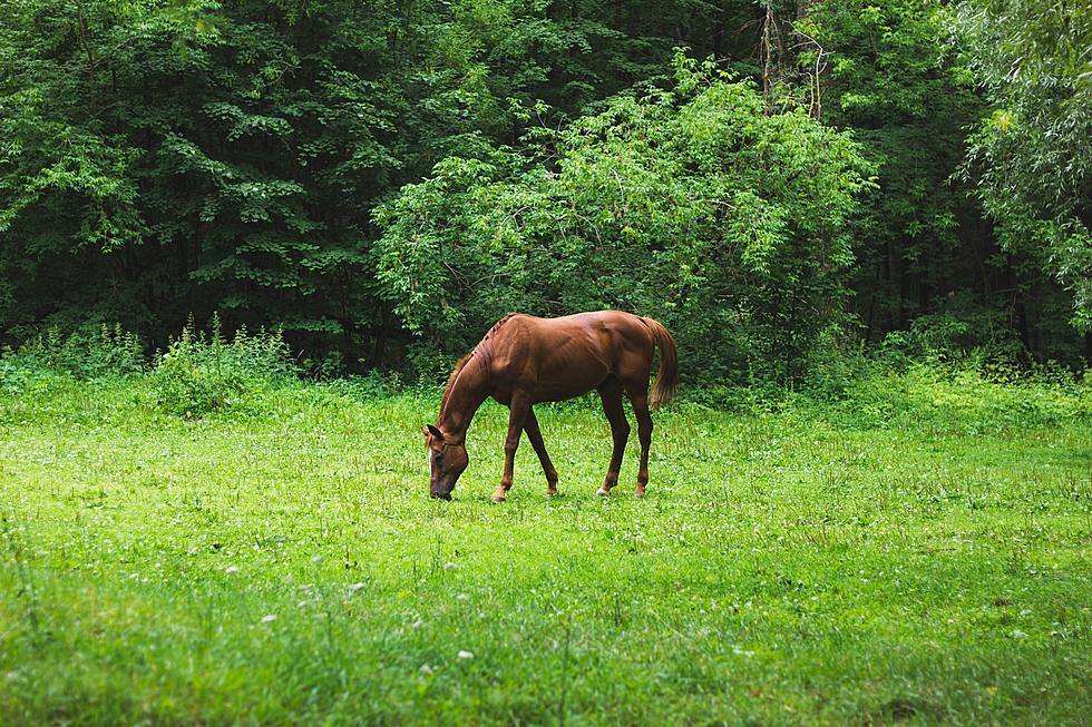 Two More Horses Euthanized in South Jersey Due to Eastern Equine Encephalitis