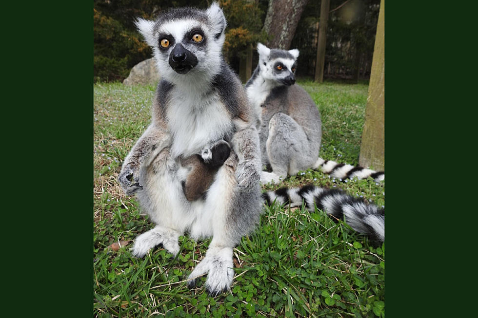 Three Ounces of Adorable: Lemur Born at NJ&#8217;s Cape May County Zoo