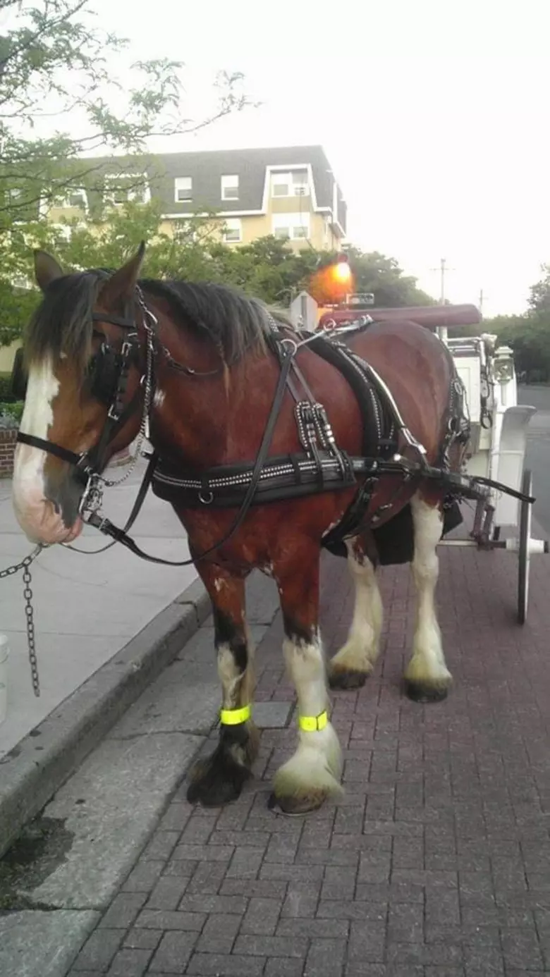 Cape May Carriage - Facebook photo.