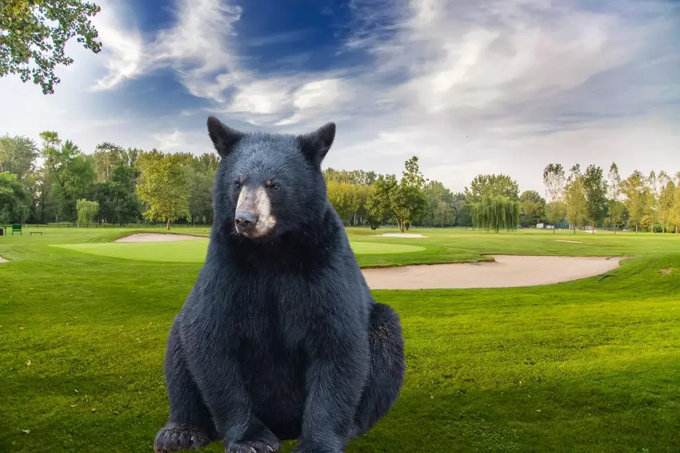Black Bear Spotted Near Golf Course in Little Egg Harbor, NJ