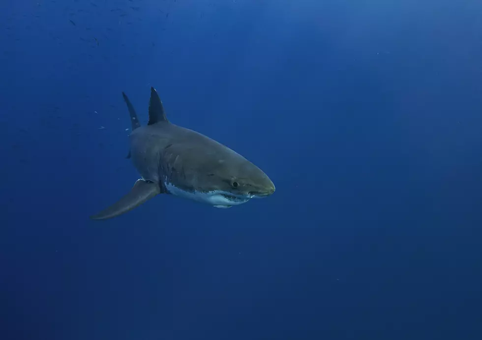 Increased Shark Sightings Continue From Atlantic City To New York