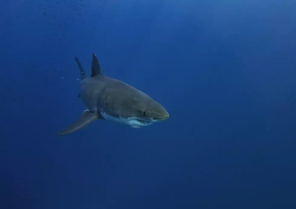 880-Pound Shark Pings Off The Coast Of Toms River, New Jersey