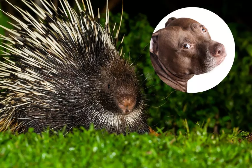 Yes, Porcupines Live in NJ — One Just Killed a Family’s Pit Bull