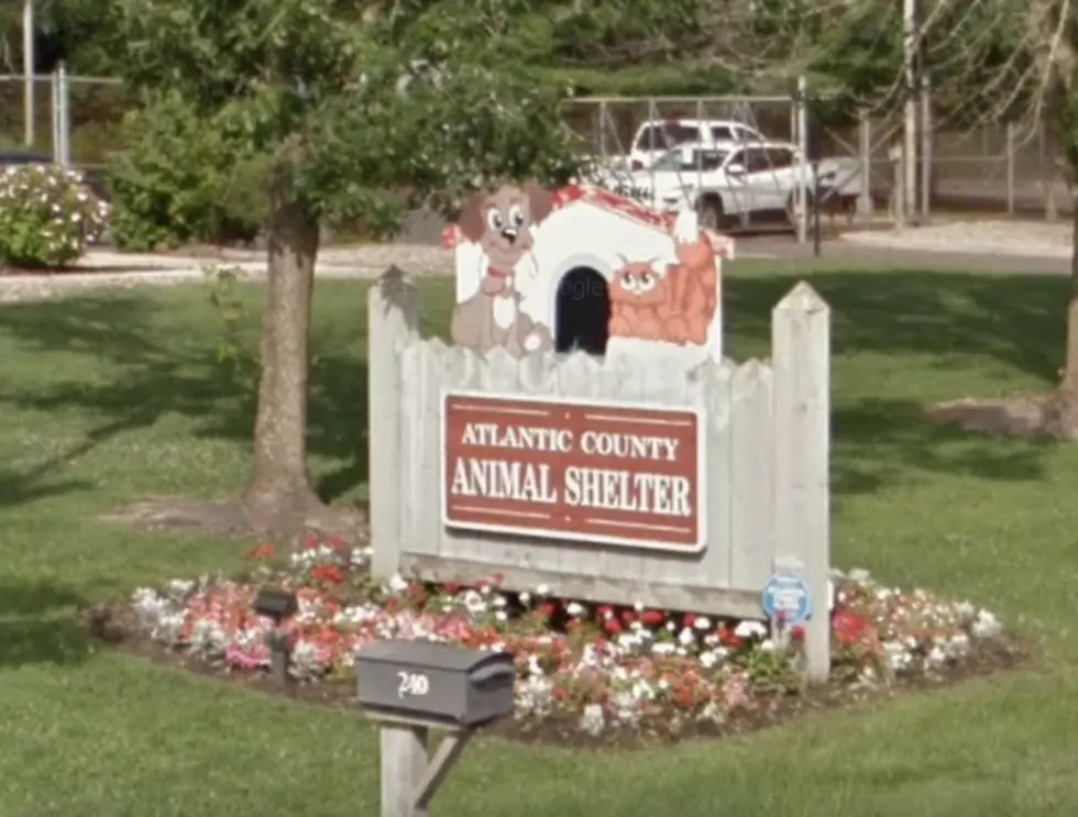 Atlantic County, NJ Animal Shelter Lowers Adoption Fees For Christmas