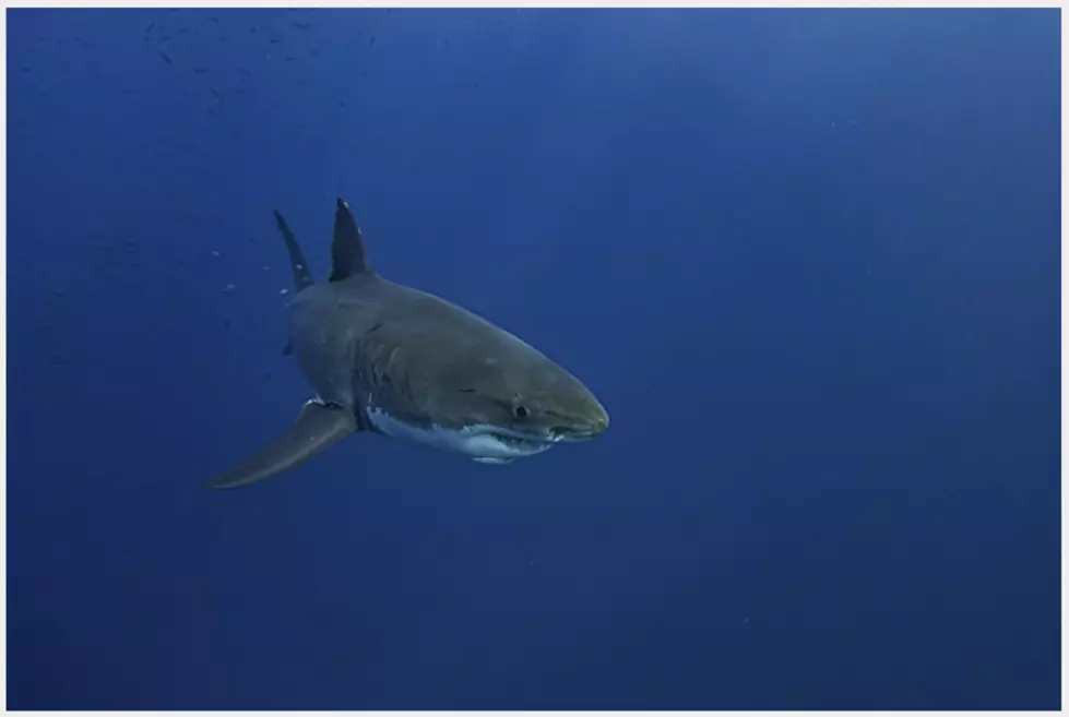 2022 Saw Increase In Shark Activity In Atlantic City & NJ: Here’s Why