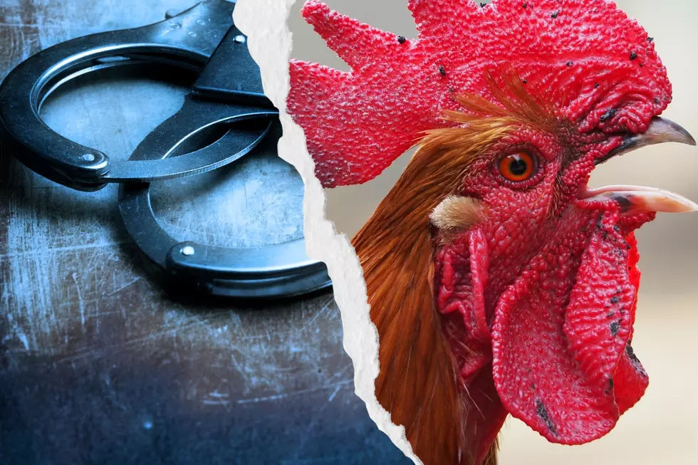 'Dozens of roosters' For Fighting -- 2 in Atlantic County Charged