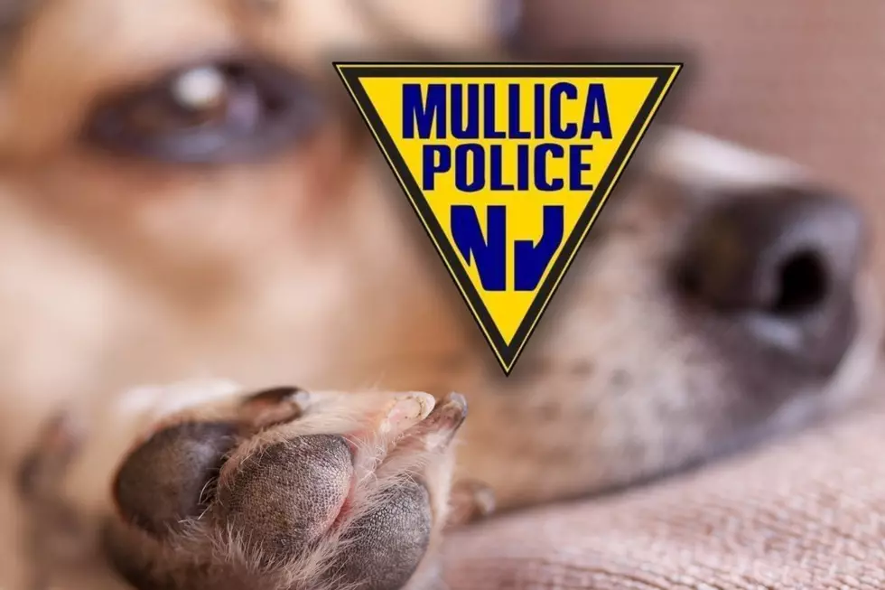 Mullica, NJ, man was letting dogs starve to death, officials say