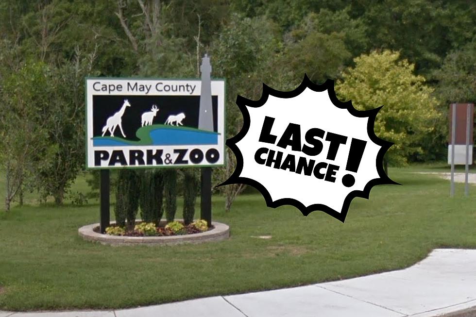 Last Chance: Historic Portion of Cape May Zoo Closing in Days