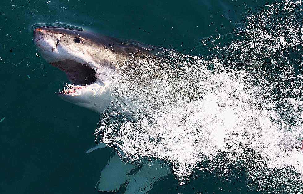 Large Great White Shark Pings Off Of Ocean City, New Jersey Coast