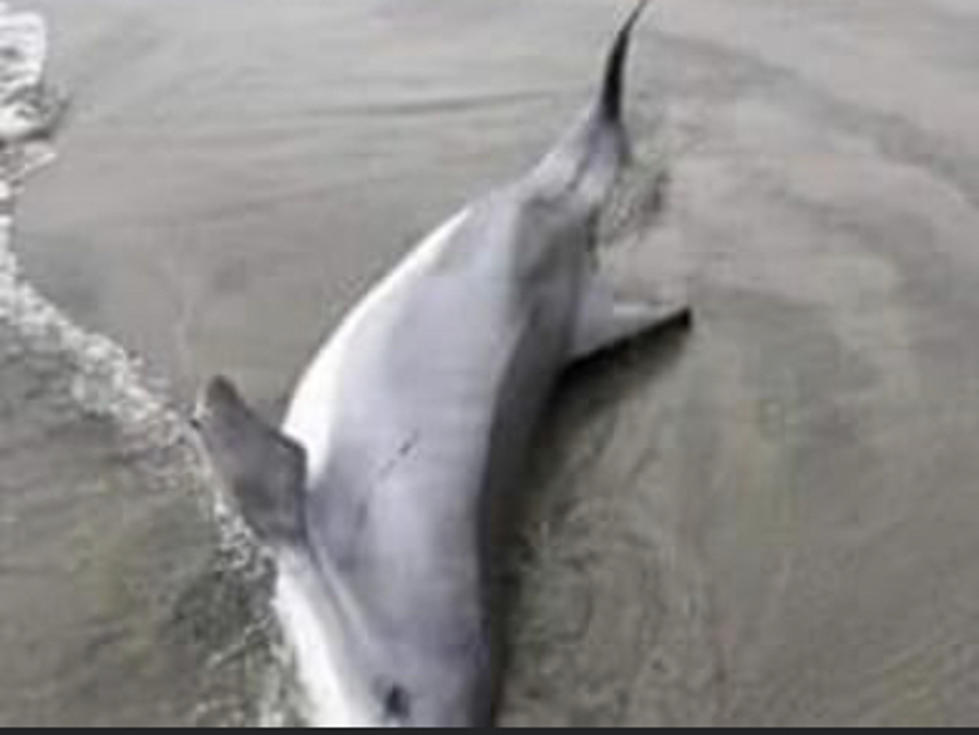 Another Dead Mammal: Cape May NJ, Wind Energy Public Session