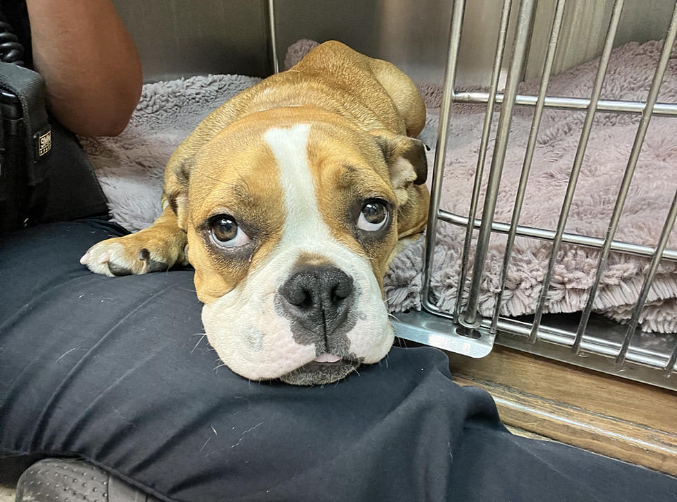 Atlantic City Public Safety Rescues Bleeding Dog Dumped in Alley