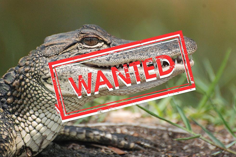 Alligator on the Loose in NJ -- 'Has not been seen' Since Spotted