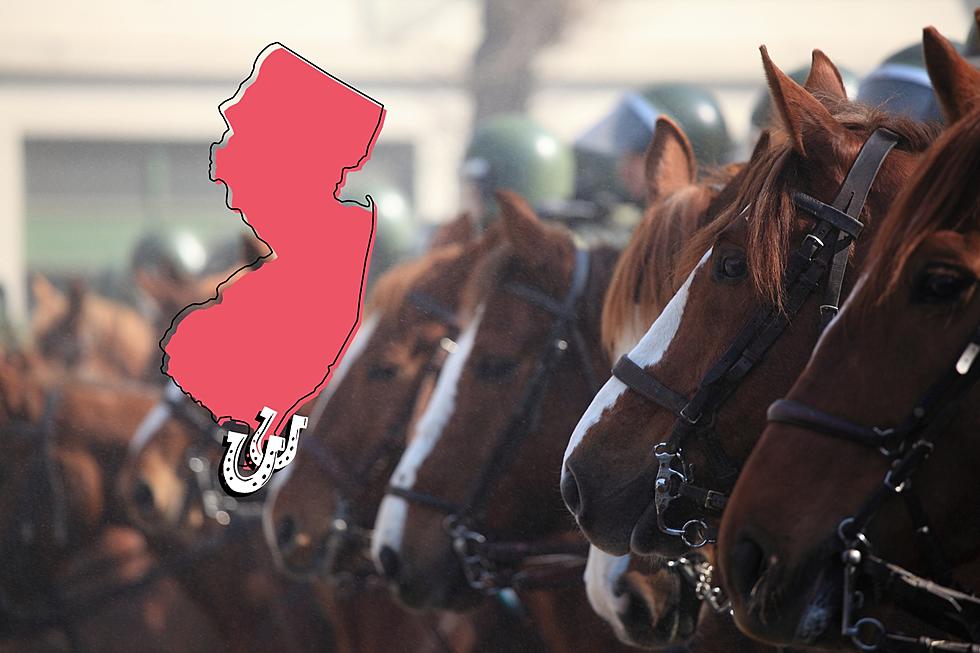 What’s With All of the Horses in Cape May County, NJ?