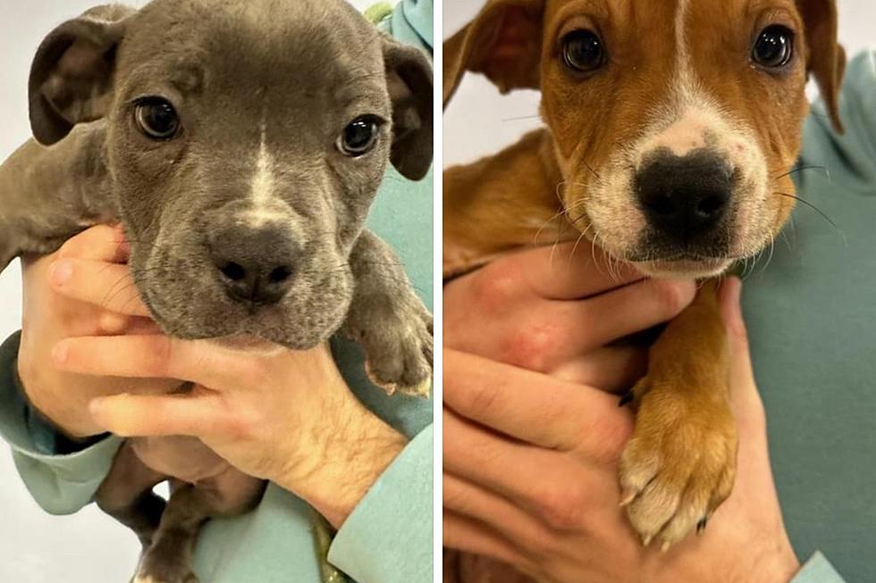 Who Left 3 Adorable Puppies to Freeze to Death in Salem County, NJ?