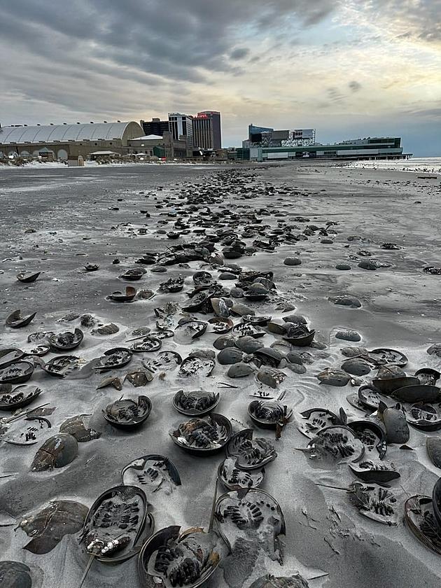 Horseshoe Crab Apocalypse' on Atlantic City, NJ Beach