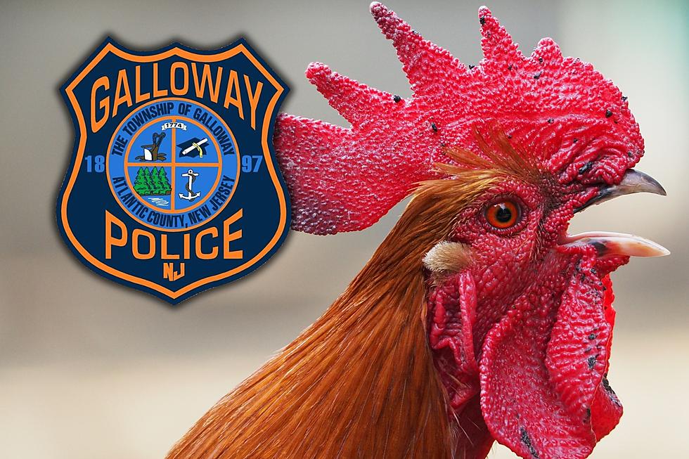 52 arrested — Massive cockfighting ring busted in Galloway Twp.