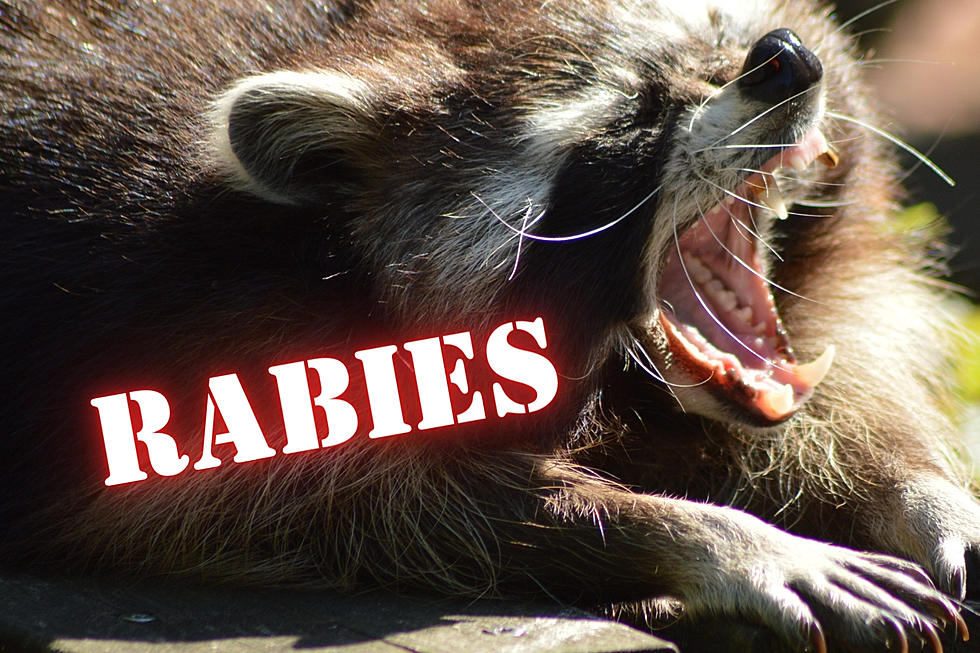 First positive case of rabies reported in Cape May County