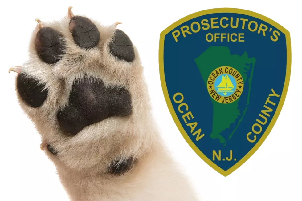 Ocean County, NJ, women with 170 pets plead guilty to animal cruelty