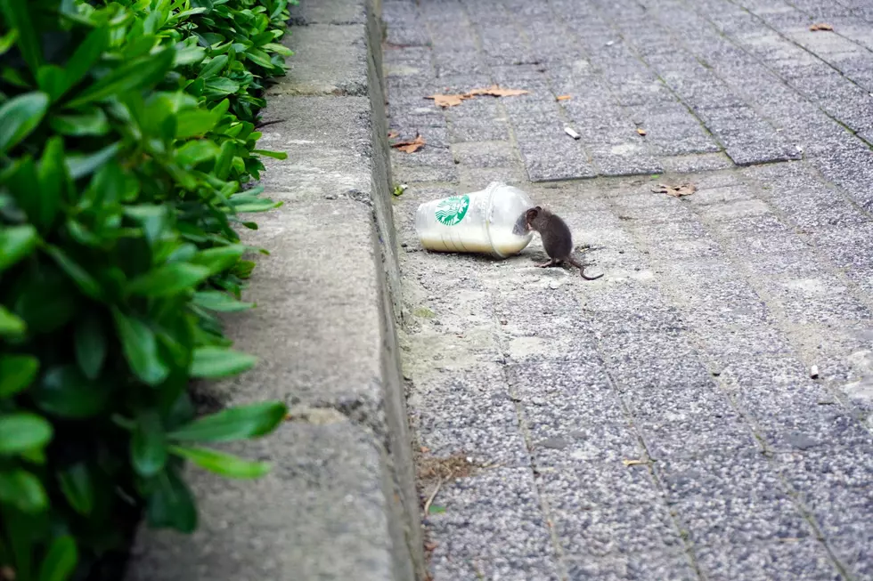 Rat - Photo by Mert Guller on Unsplash