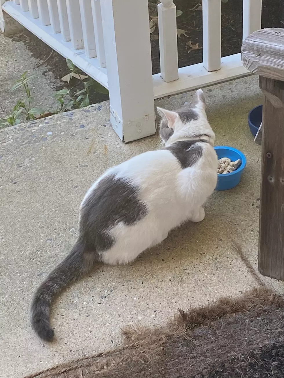 Harry Hurley photo. We friended this cool outdoor cat.
