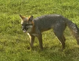 Animals & Rabies In Atlantic County, NJ — It’s Not What You Think