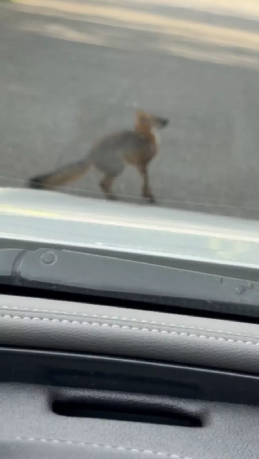 Michael Heath photo of rabid fox — photo taken from his truck.