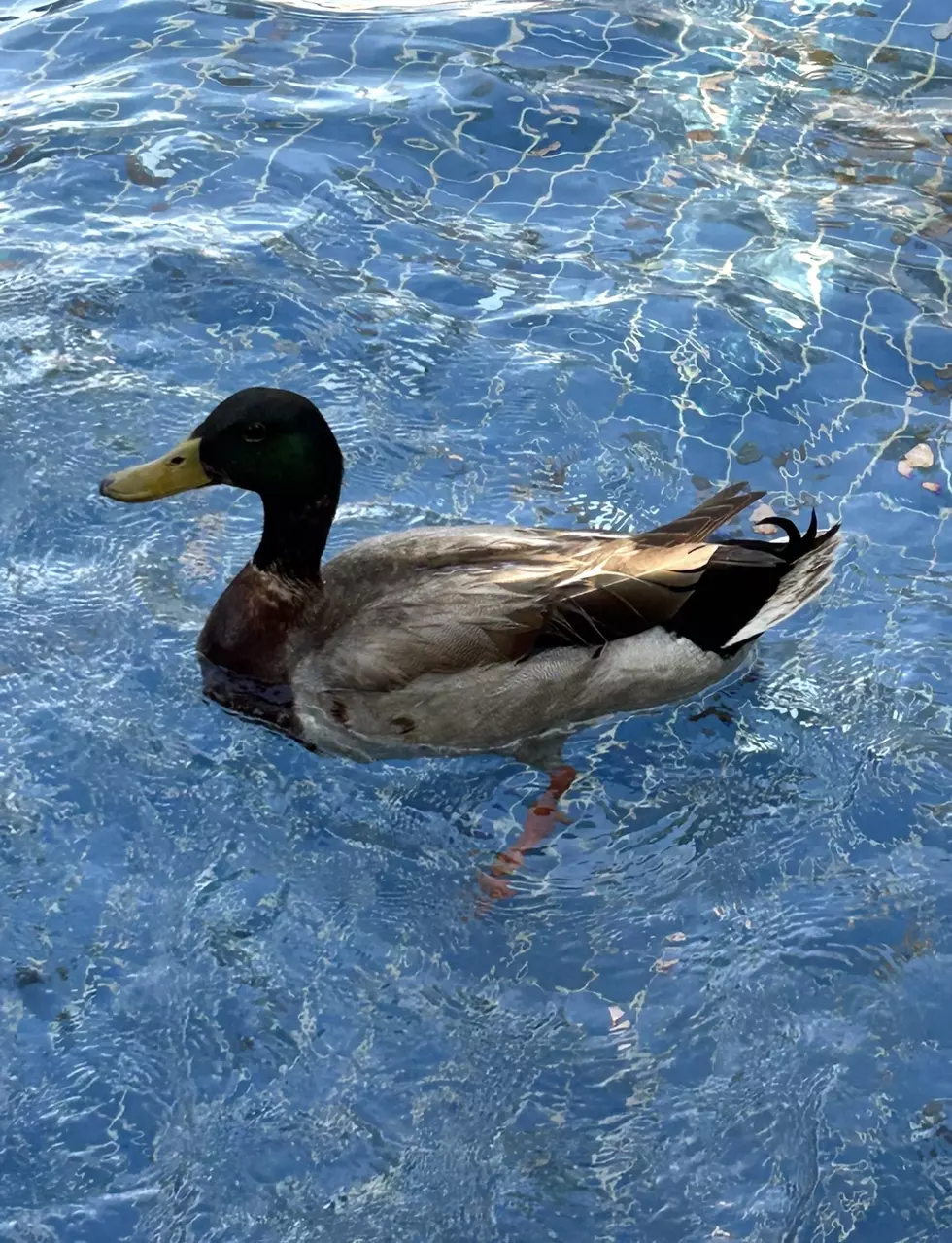 Harry Hurley photo — Duck in our swimming pool.