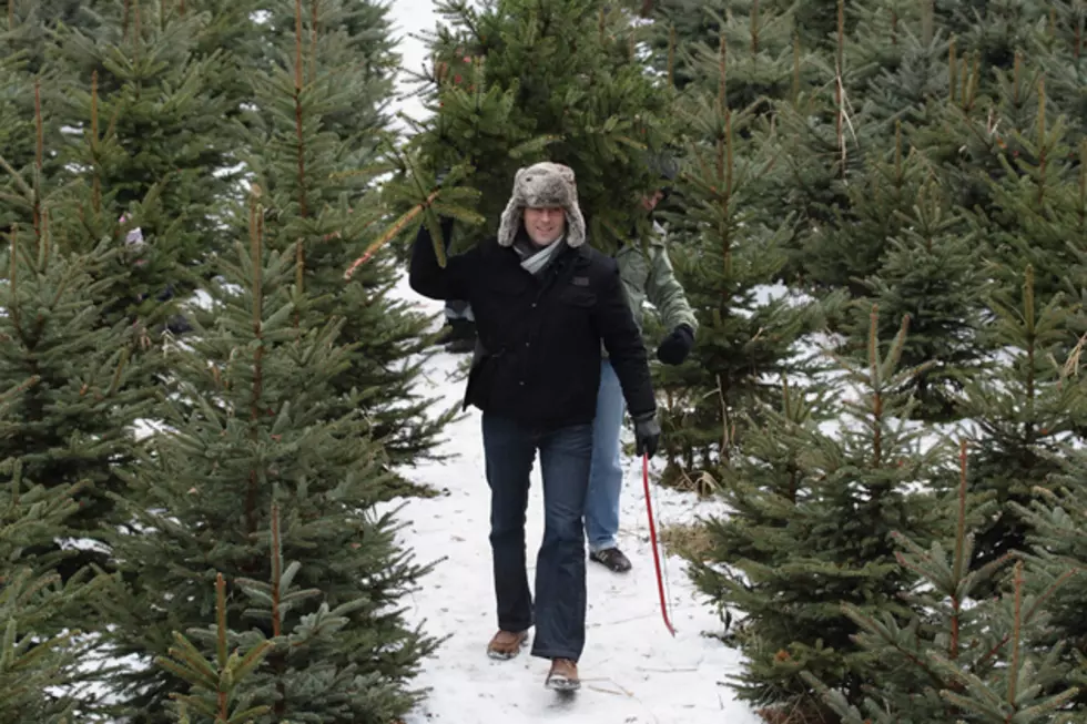 Bob Duchesne’s Wild Maine: Christmas Tree Farms [AUDIO]