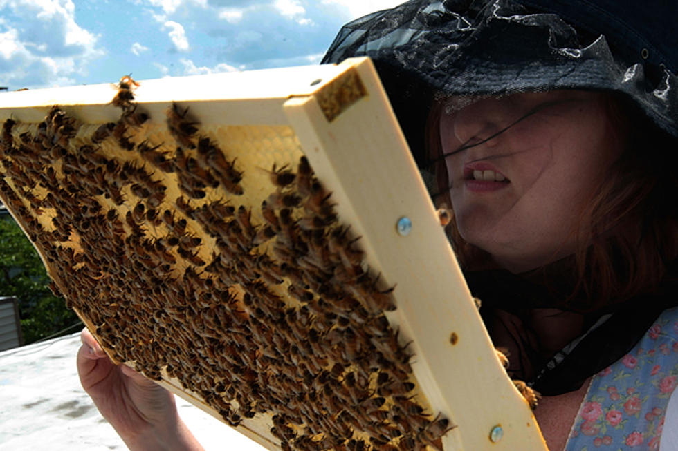 Bob Duchesne’s Wild Maine: Secrets of Beekeeping [AUDIO]