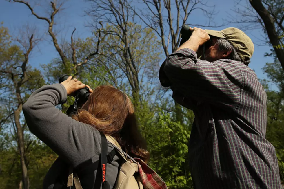 Bob Duchesne’s Wild Maine: Bird Watching Festivals Sign of Spring [AUDIO]