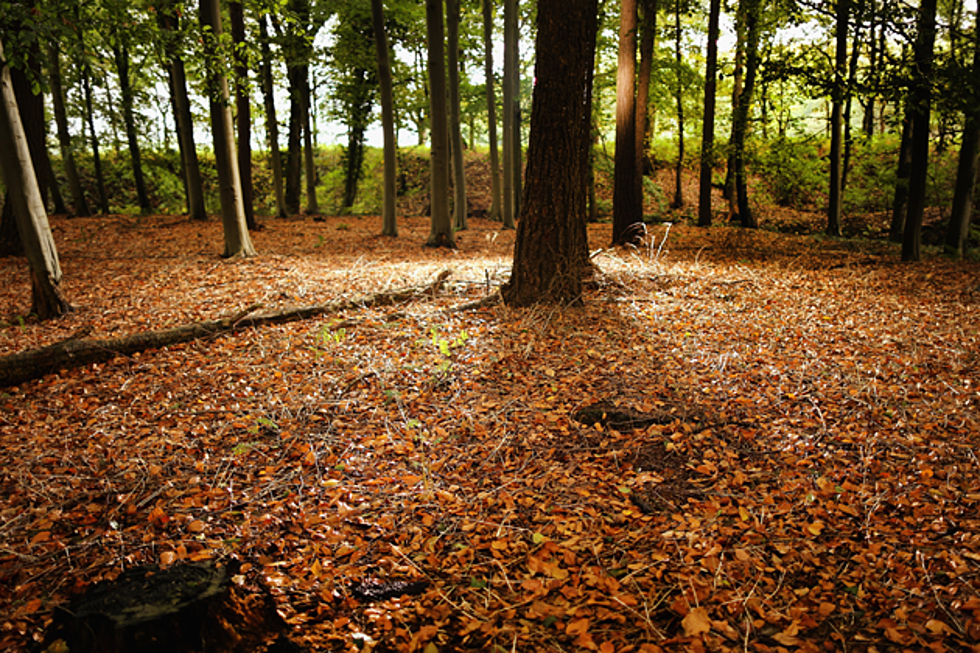 Bob Duchesne’s Wild Maine: Who Owns The Maine Woods? [AUDIO]