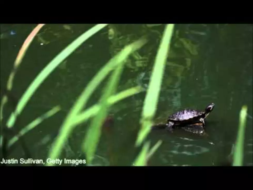 Bob Duchesne’s Wild Maine: Secret Sex Life of Frogs + Turtles [AUDIO]