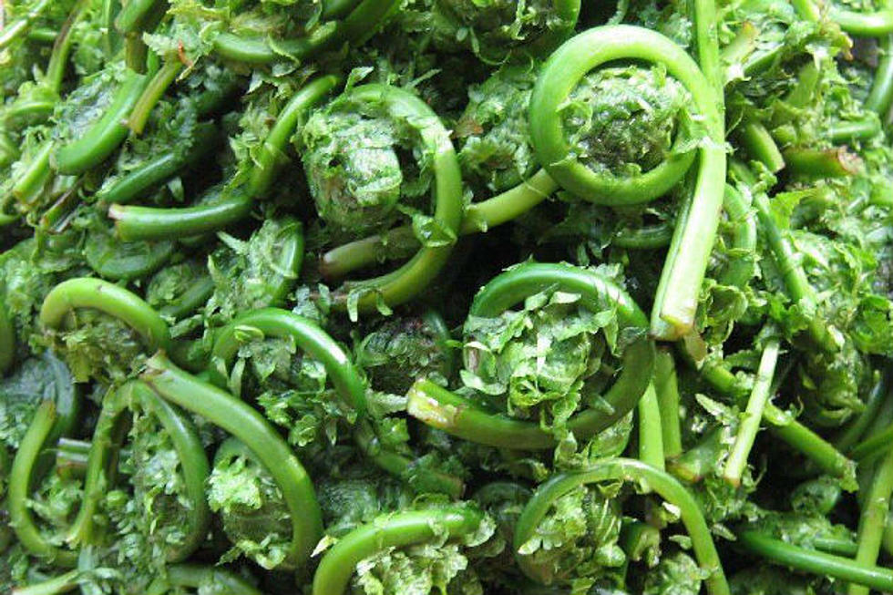 Drive Poll: Fiddleheads