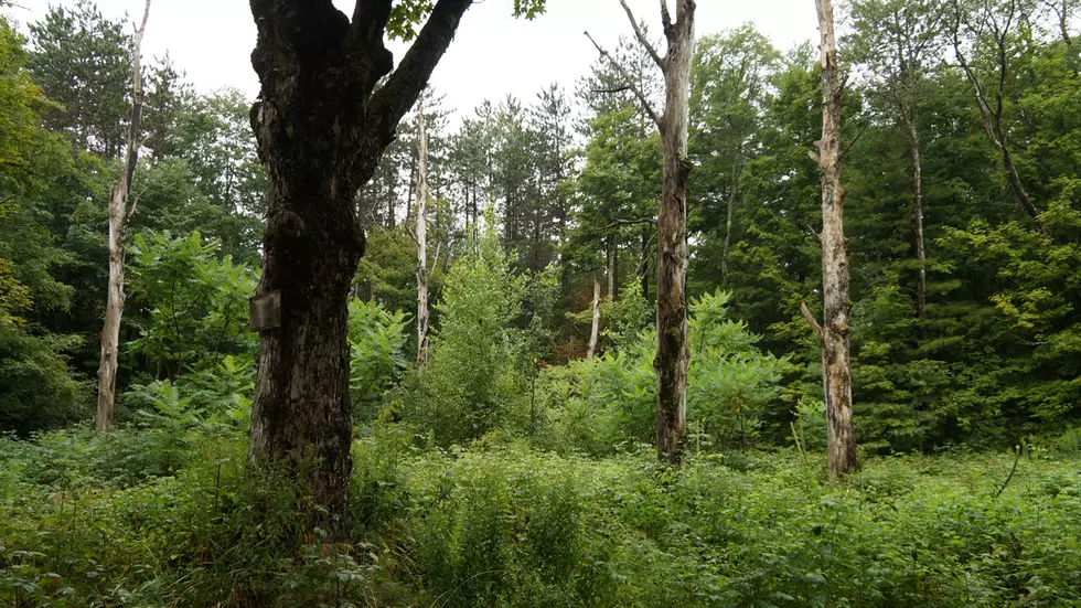Bob Duchesne’s Wild Maine: Walking The Bangor City Forest [AUDIO]